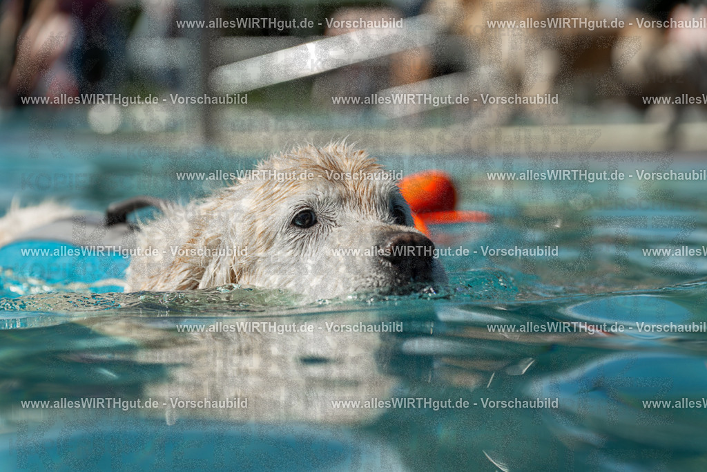 Hundeschwimmen_Volksbad_2026-allesWIRTHgut_Tierfotografie-2609061305-121550-7R500497 | Professionelle Tierfotografie in Mönchengladbach von Daniel Wirth (allesWIRTHgut). Liebevolle & natürliche Bilder von Hunden & Katzen für unvergessliche Erinnerungen.