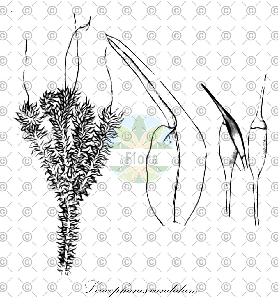 HistAbb_wfo-0000359330_1_ENZY_Simple | Historische Abbildung von Leucophanes candidum - Calymperaceae | Historical Illustration of Leucophanes candidum - Calymperaceae
