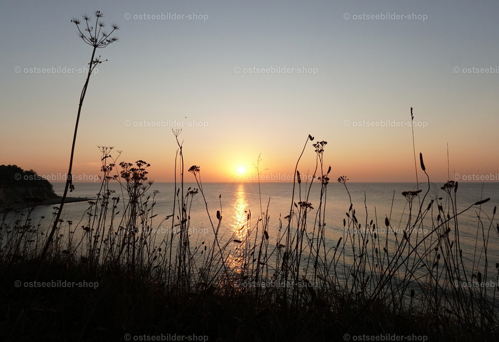 Gräser auf dem Steilufer vor Sonnenuntergang | Gräser wachsen an der Steilkante eines Kliffs in den Sonnenuntergang über der Ostsee hinein. 