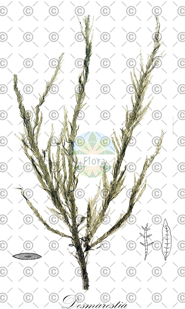 HistAbb_EMP_137777_1_SIMPLE | Historische Abbildung von Desmarestia - Desmarestiaceae (0) | Historical Illustration of Desmarestia - Desmarestiaceae (0)