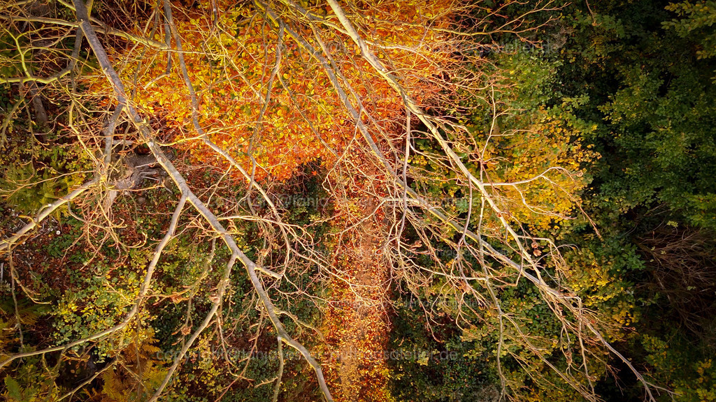 Foto zeigt parallel über einer Baumkrone nach unten im Herbstwald | Drohnen Bild von oben auf Äste ohne Laub. Darunter sind Baumkronen mit goldenem und grünem Laub. Unten ist ein Wanderweg. Sauerland, Deutschland.