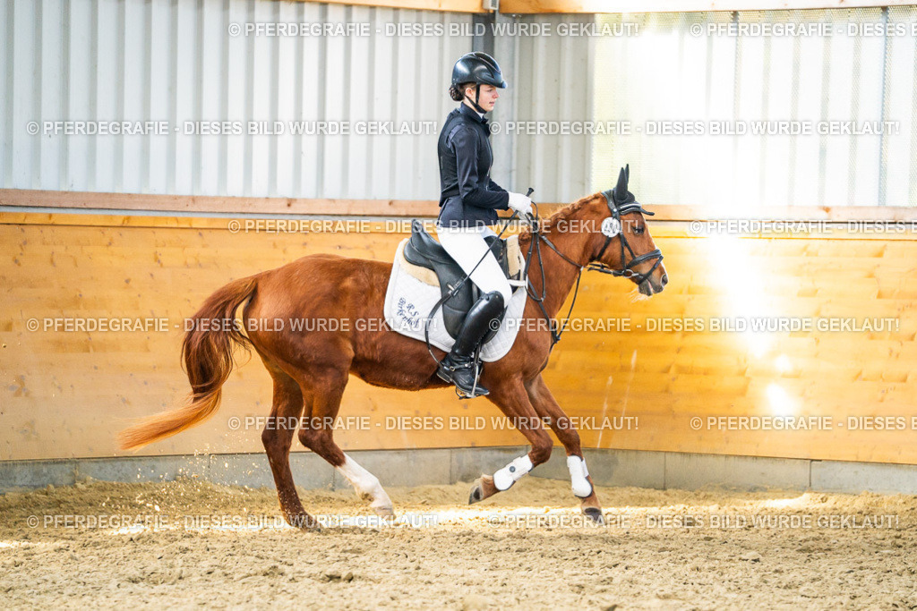 DSC01423 | Pferdegrafie