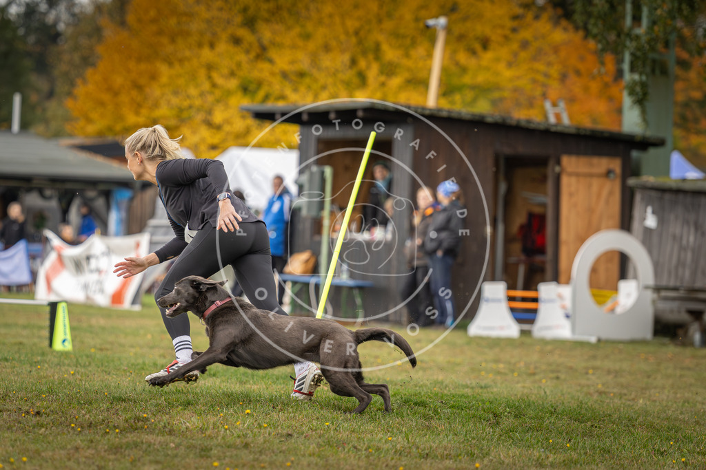 Pfotenfotografie_DV3A2906 | Hundefotografie, Tierfotograf, Pfotenfotografie, Fotoshooting Hund, Hunde Portrait, Hundesport, Hundeportraits, Heideshooting, Hunde, Sportfotograf, Hundefotograf, Turnierhundsport, THS,  - Realisiert mit Pictrs.com
