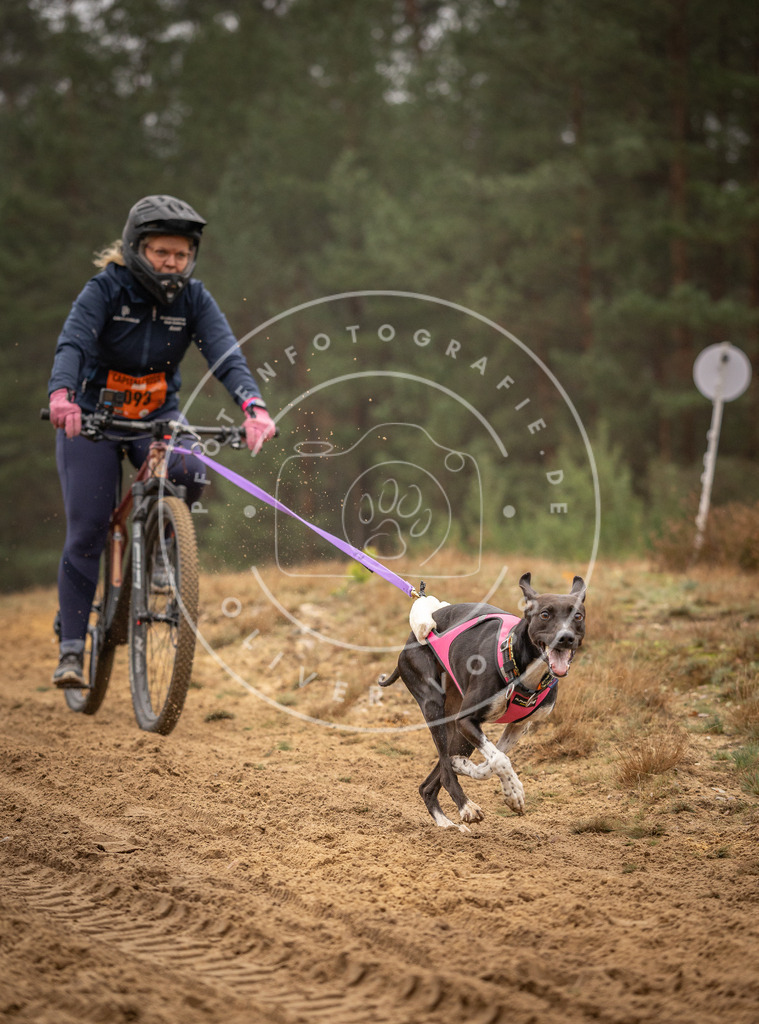 Pfotenfotografie_DV3A3014 | Hundefotografie, Tierfotograf, Pfotenfotografie, Fotoshooting Hund, Hunde Portrait, Hundesport, Hundeportraits, Heideshooting, Hunde, Sportfotograf, Hundefotograf, Turnierhundsport, THS,  - Realisiert mit Pictrs.com