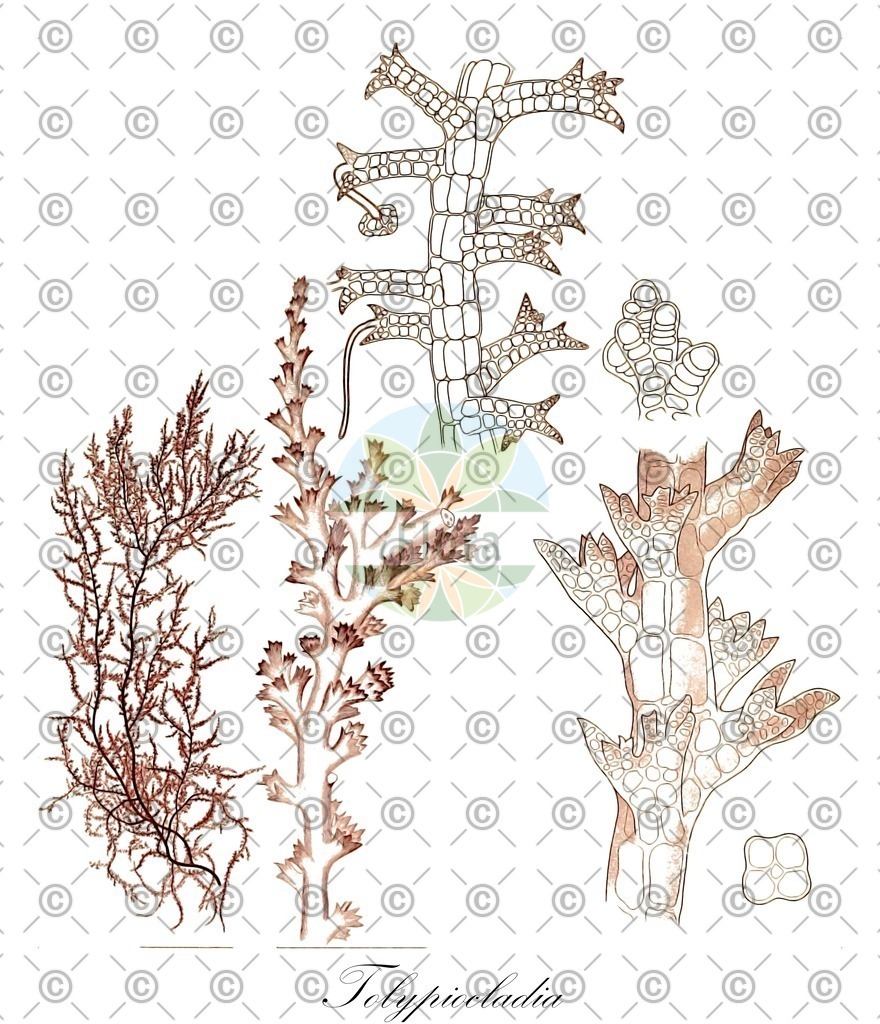 HistAbb_wfo-0000455537_1_ENZY_Simple | Historische Abbildung von Tolypiocladia - Rhodomelaceae (0) | Historical Illustration of Tolypiocladia - Rhodomelaceae (0)