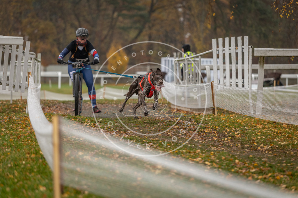 CaniXpix_DV3A8302 | Hundefotografie, Tierfotograf, Pfotenfotografie, Fotoshooting Hund, Hunde Portrait, Hundesport, Hundeportraits, Heideshooting, Hunde, Sportfotograf, Hundefotograf, Turnierhundsport, THS,  - Realisiert mit Pictrs.com