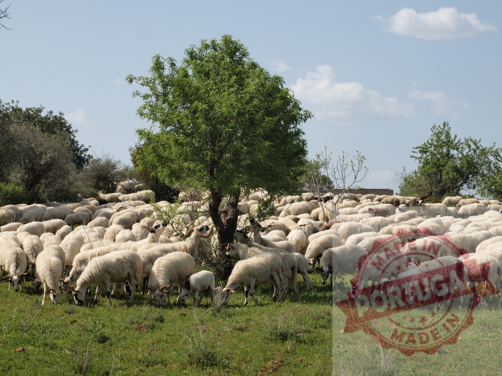 Flock of sheep grazing in green pasture under blue sky | Large flock of sheep grazing, with lambs, on a sunny day in a green field - Realisiert mit Pictrs.com