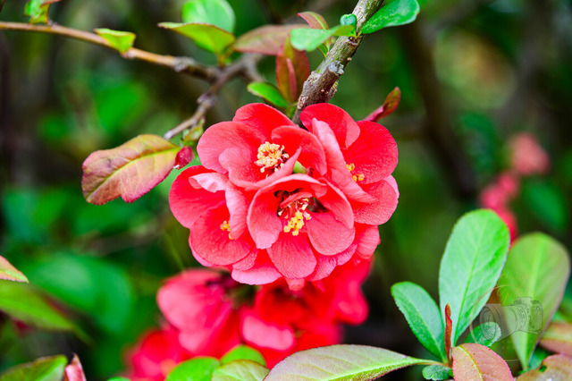 _DSC5398 | Shop für Prints Landschaftsfotografie Sächsische Schweiz Naturfotografie in Thüringen Fotos vom Findlingspark Nochten Kloster Sankt Marienstern Bilder Festung Königstein PanoramaRhododendronpark Kromlau FotogalerSchleswig-Holstein Küstenlandschaften
