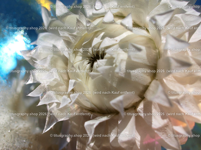 titusgraphy_P6167077-vz-ln | titusgraphy-shop: Geschenkideen mit Qualitätsfotos. titusgraphy-shop: gift ideas with quality photos. titusgraphy-shop: idées cadeaux avec photos de qualité.  - Realisiert mit Pictrs.com