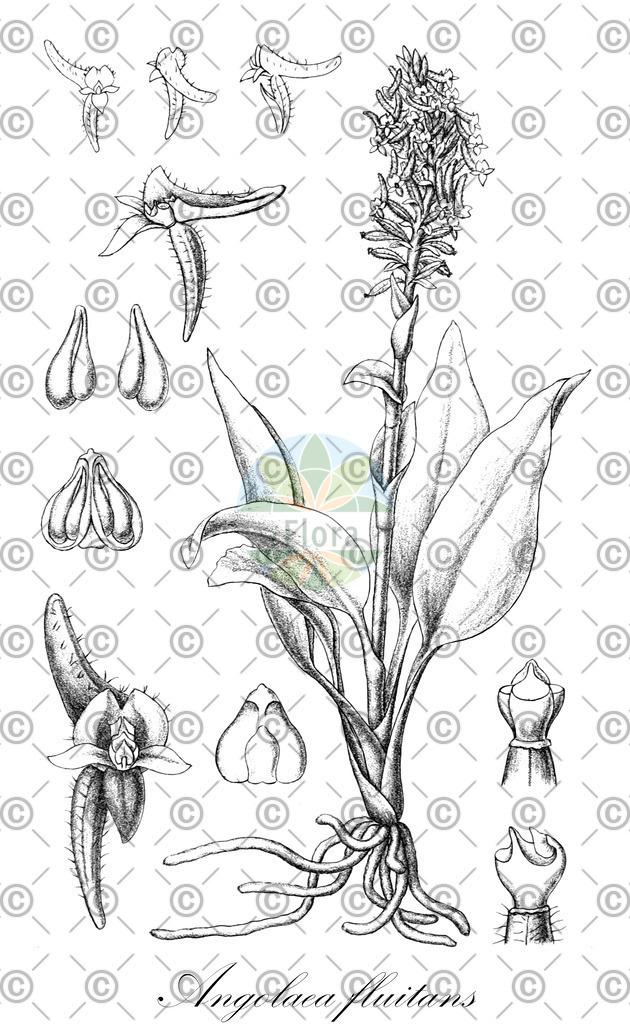 HistAbb_wfo-0000536542_257_ENZY_Simple | Historische Abbildung von Angolaea fluitans - Podostemaceae | Historical Illustration of Angolaea fluitans - Podostemaceae