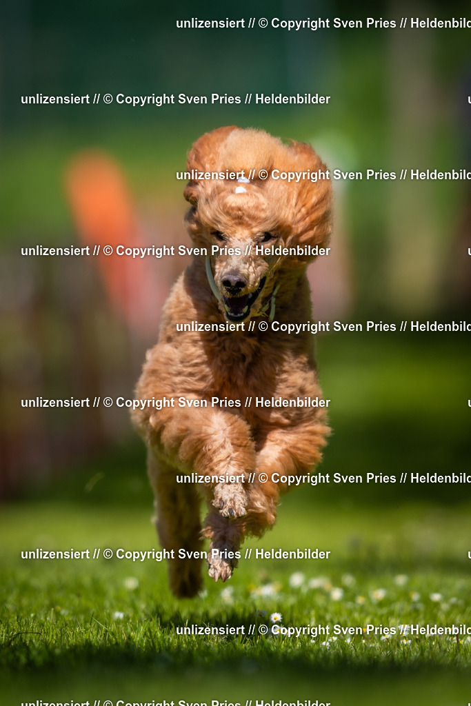 Hunderennen_April_2026_233 | 2026-04-26 - Hunderennen Baden-Oos April 2026 - Realisiert mit Pictrs.com