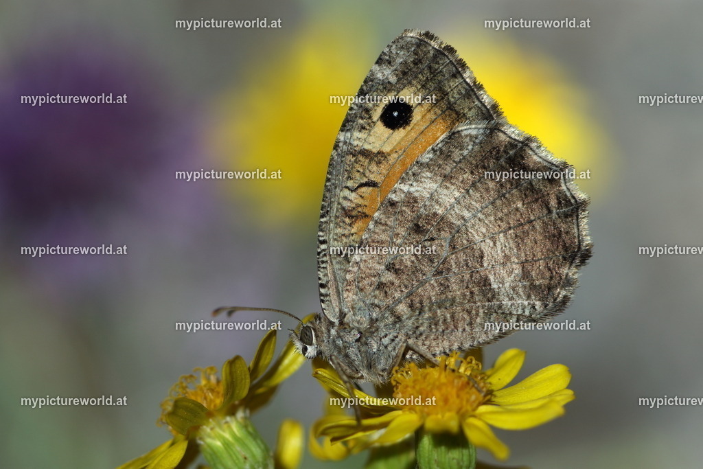 Arethusana arethusa-016 | Das Bilderarchiv über Tiere, Planzen und Landschaften. In der Bilddatenbank finden Sie ein große Auswahl an hochwertigen Bilder für Ihre Werbung - Realisiert mit Pictrs.com