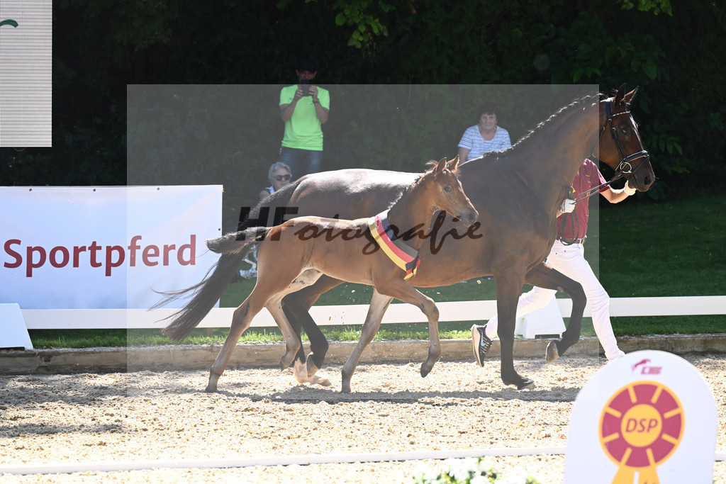 Kat-Nr. 44 HF DSP Va Bene x Sir Donnerhall_Kopp_27230800 | hf-fotografie - Realisiert mit Pictrs.com