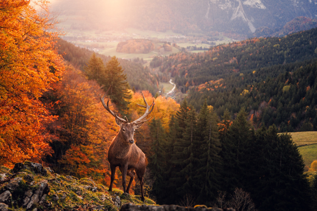 Hirsch 3 | ap-design // andreas plenk - Realisiert mit Pictrs.com