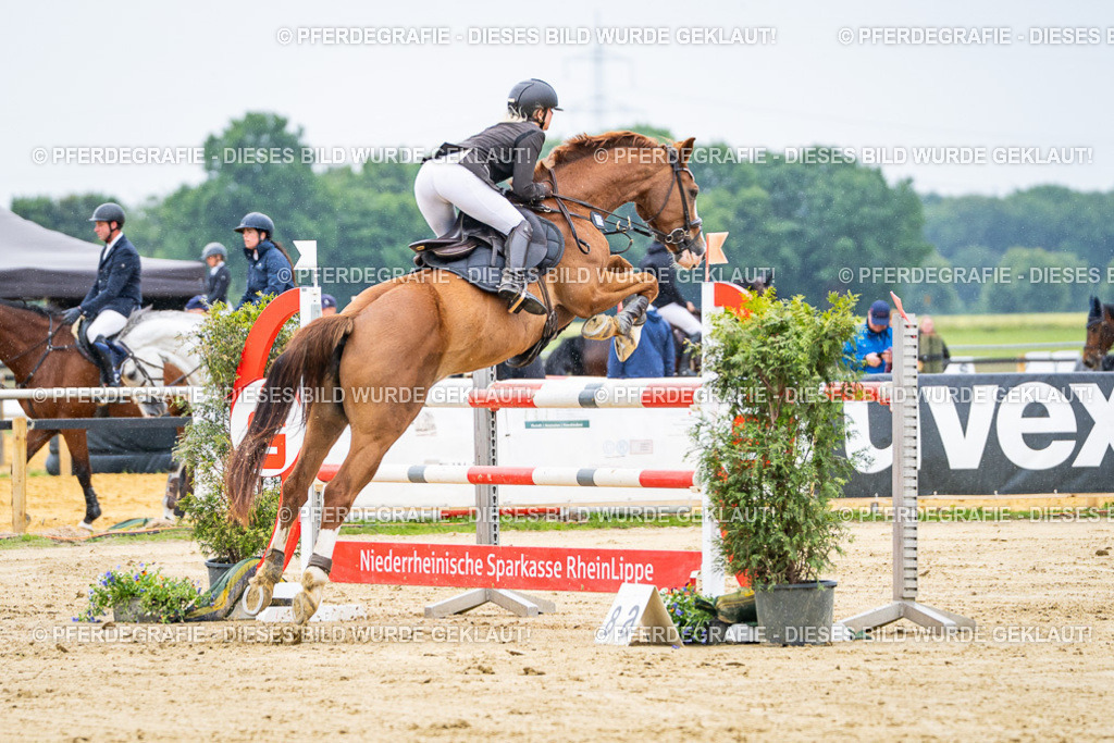 DSC07212 | Pferdegrafie