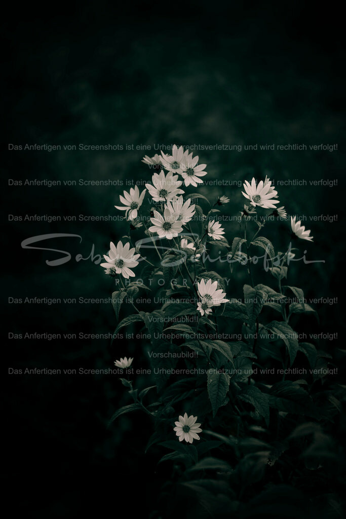 Wandbild Strauch Sonnenblume | People- und Tierfotografie, Imageaufnahmen, Veranstaltungsfotografie und Wandbilder aus der Natur ★ Made in Germany ✔️ Druck + Downloads ✔️ Naturfotografie in Top Qualität ★ schneller Versand, weltweite Lieferung! - Realisiert mit Pictrs.com