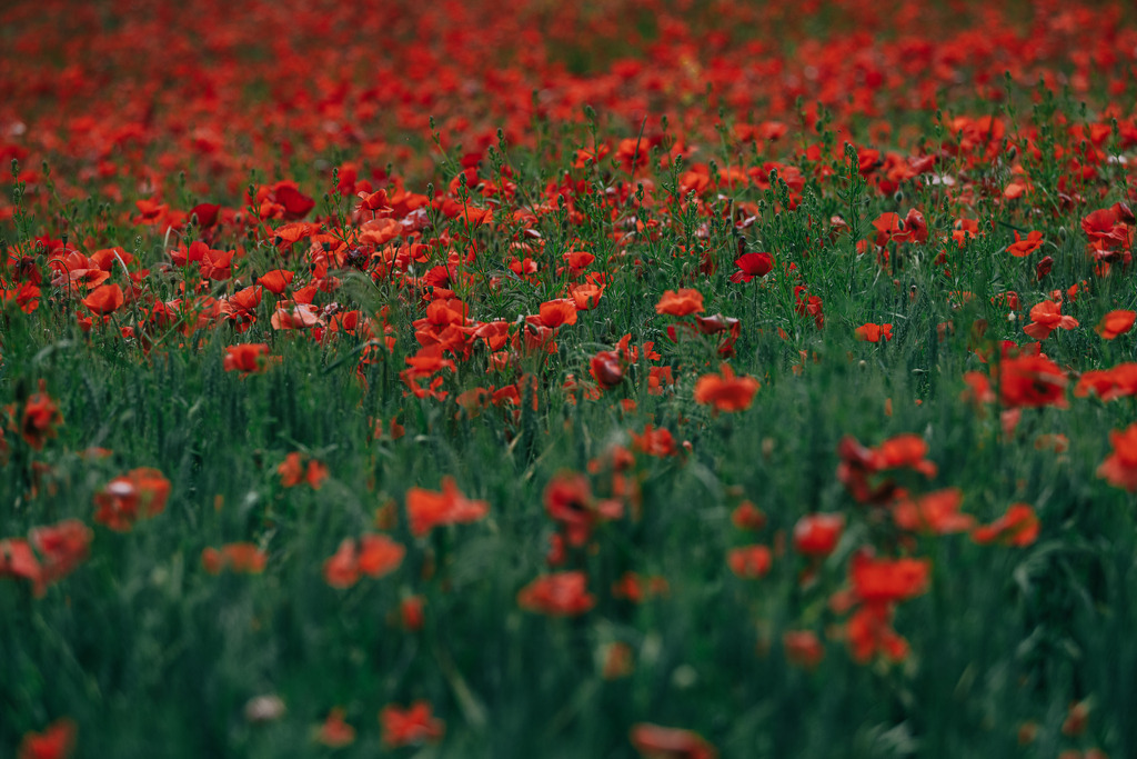 Mohnfeld | Simone Sonderegger Photography