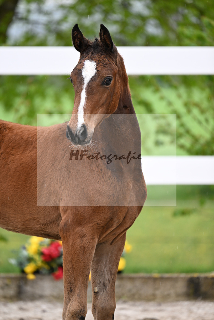 Kat-Nr. 52 SF Lindenberg x Finnigan_Wiedemann_23261390 | hf-fotografie - Realisiert mit Pictrs.com