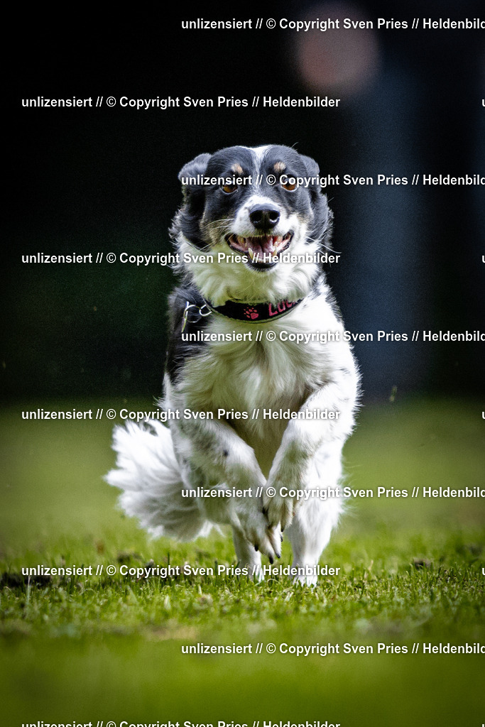 Sven Pries | 2025-10-03 - Hunderennen Obergrombach - Realisiert mit Pictrs.com