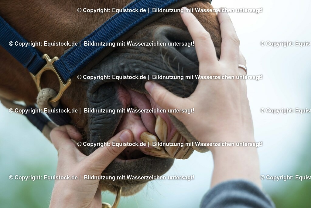 20180516_Vitalfunktionen_Pferd_0029 | equistock