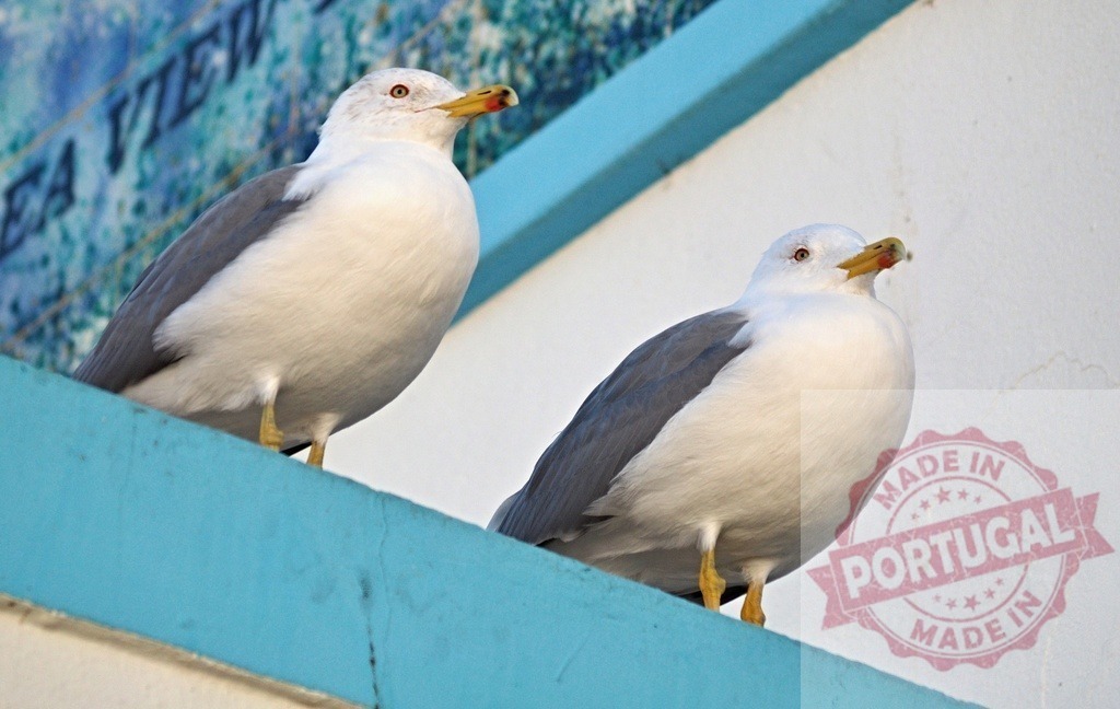 Two seagulls perching on blue seawall enjoying coastal view | Two seagulls standing on a blue wall with a coastal background - Realized with Pictrs.com