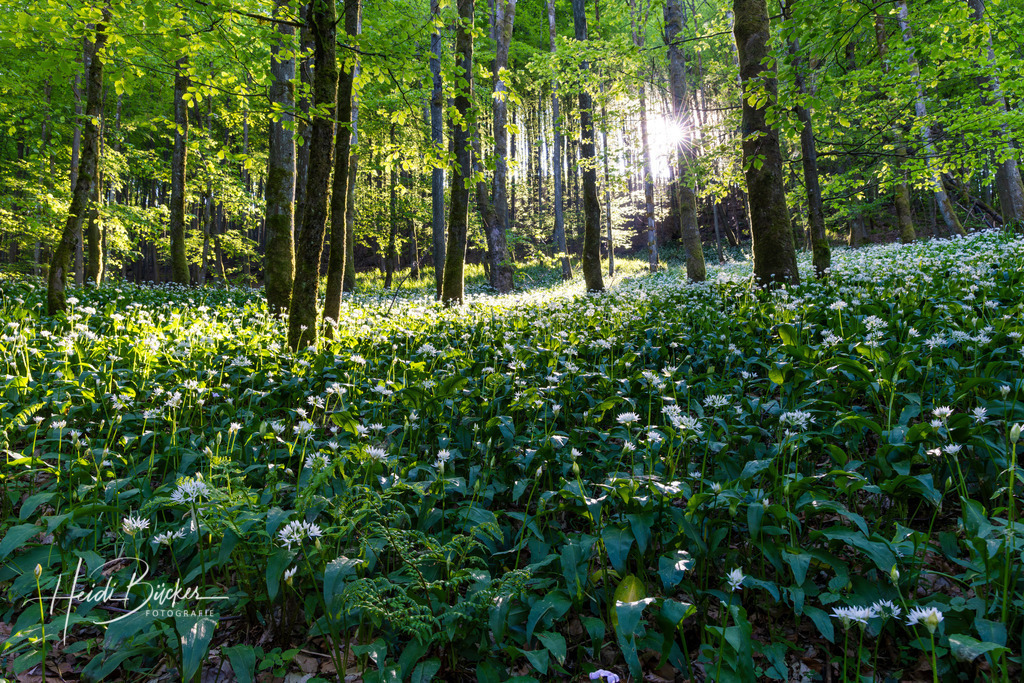 Blühender Bärlauch im Buchenwald | Blühender Bärlauch im Buchenwald - Realisiert mit Pictrs.com