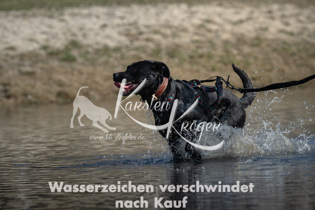 1353_ZZ98577 | kk-dogfotos