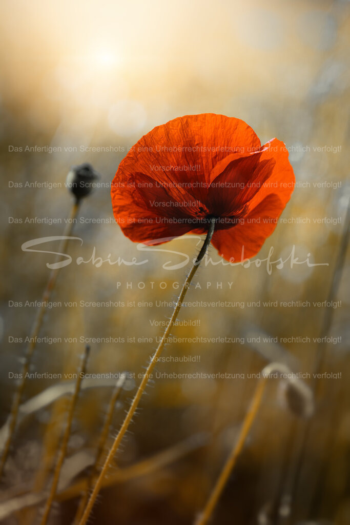 Mohnblüte im Abendlicht | People- und Tierfotografie, Imageaufnahmen, Veranstaltungsfotografie und Wandbilder aus der Natur ★ Made in Germany ✔️ Druck + Downloads ✔️ Naturfotografie in Top Qualität ★ schneller Versand, weltweite Lieferung! - Realisiert mit Pictrs.com