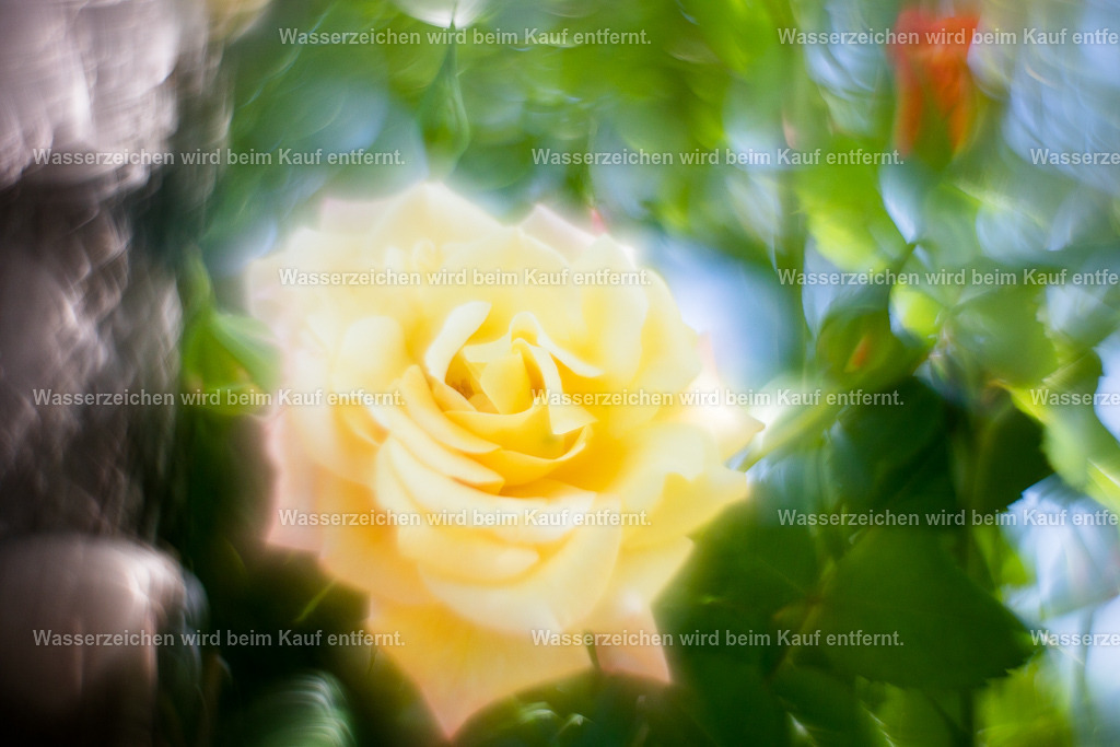 Duft der Rose | Die Botschaft zum Bild lautet: Atme ein, Rieche den Duft dieser Rose. Erinnere dich daran, wie schön du bist. Du spürst, wie deine Hände sich öffnen und wie du die Kontrolle loslässt. Du bist wunderschön und gehalten.