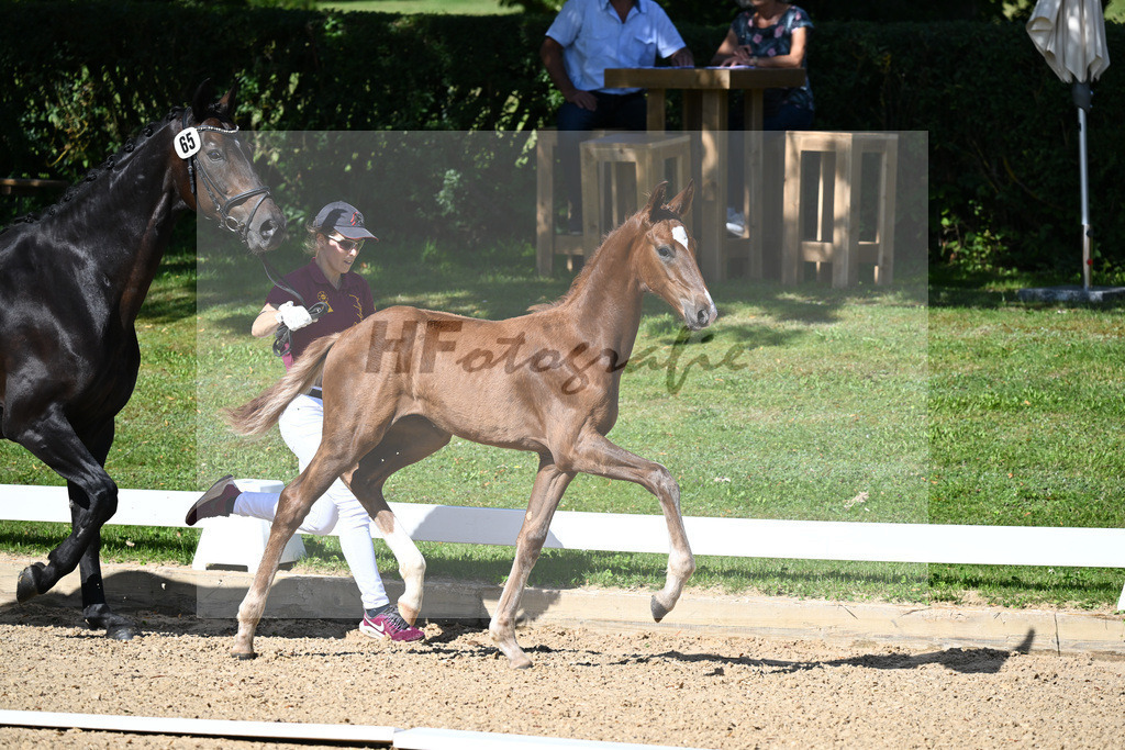 Kat-Nr. 65 HF DSP Va Bene x Don Primero_Straubinger_27230045 | hf-fotografie - Realisiert mit Pictrs.com