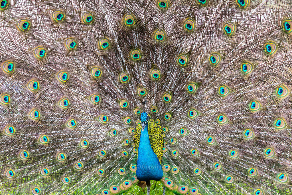 Vogelpark_Niendorf_April_2023 (3) | PeggyRaschPhotography - Realisiert mit Pictrs.com