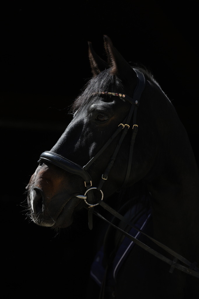 0P6A8658 | Willkommen bei Brunnmayr - Design & Fotografie – Ihrem Spezialisten für Reitturniere und Pferdeveranstaltungen in Oberösterreich, Salzburg und Bayern! Seit über 17 Jahren sind wir leidenschaftlich dabei.