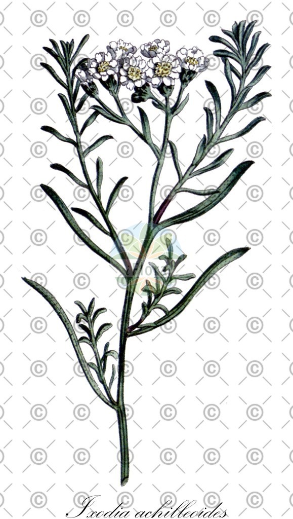 HistAbb_wfo-0000876490_1_ENZY_Simple | Historische Abbildung von Ixodia achilleoides - Asteraceae | Historical Illustration of Ixodia achilleoides - Asteraceae