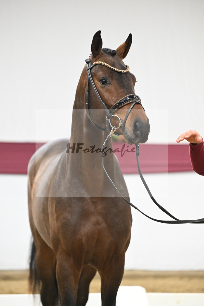 Kat-Nr. 123 Elastic x Belissimo M_Limbecker GnbH u Co. KG_47254057 | hf-fotografie - Realisiert mit Pictrs.com