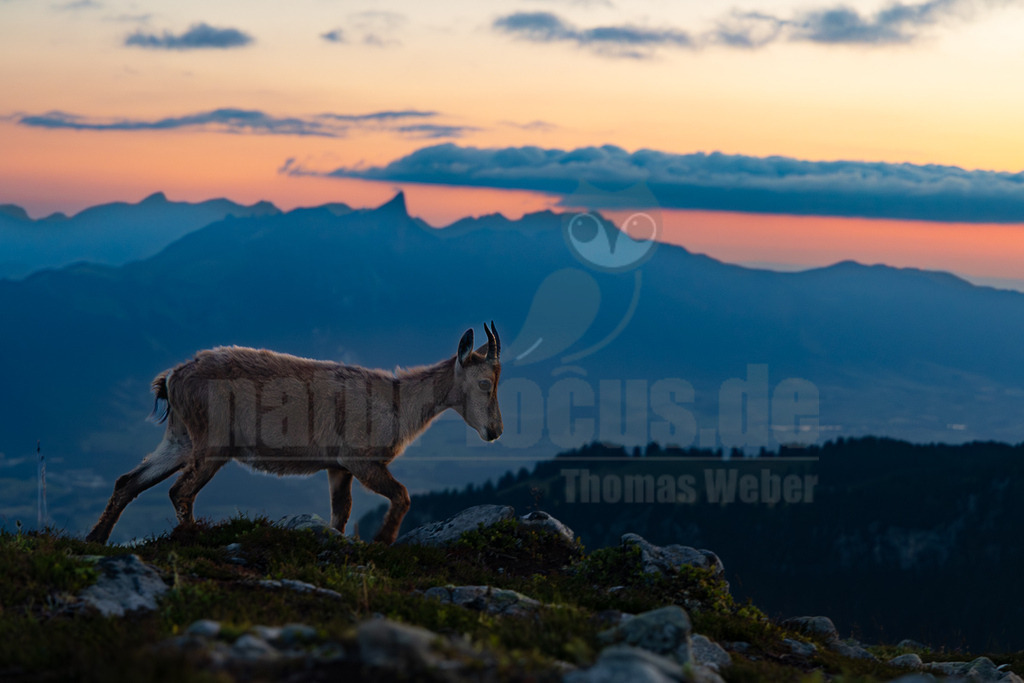 R6NF3217_20250709 | Ein junger Steinbock (Capra ibex) schreitet auf einem felsigen, grasbewachsenen Berghang voran. Das Tier ist in der Mitte des Bildes positioniert und blickt nach rechts. Im Hintergrund erstreckt sich eine weite Berglandschaft, deren Silhouetten sich gegen einen dramatischen Himmel abzeichnen, der von warmen Orangetönen und Rosa am Horizont zu tiefem Blau übergeht. Es sind keine direkten Interaktionen mit anderen Tieren oder Menschen zu beobachten; der Steinbock bewegt sich allein durch seine natürliche Umgebung in der Dämmerung. - Realisiert mit Pictrs.com