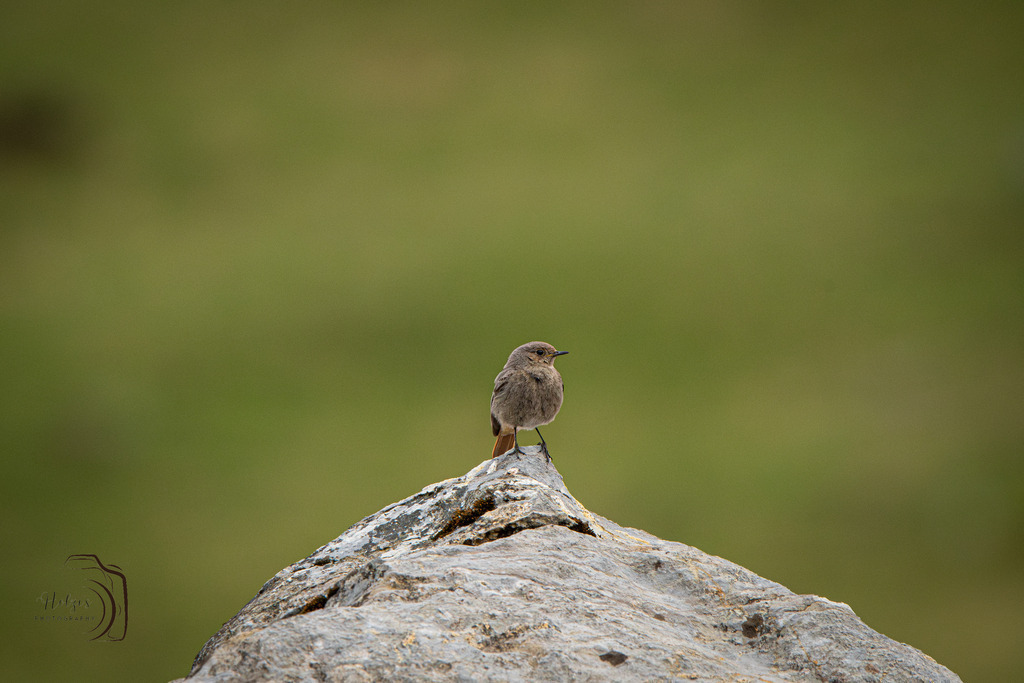Hausrotschwanz | Holzisphotography, Landschaftsfotografie, Wildlifefotogorafie - Realisiert mit Pictrs.com
