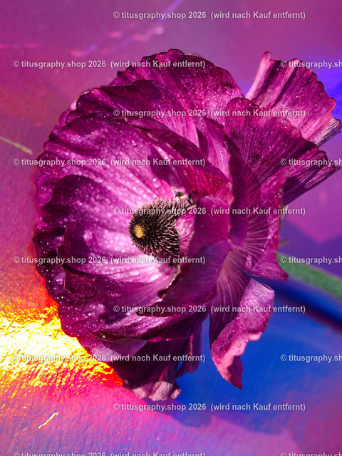 titusgraphy_P6150216-vz-ln | titusgraphy-shop: Geschenkideen mit Qualitätsfotos. titusgraphy-shop: gift ideas with quality photos. titusgraphy-shop: idées cadeaux avec photos de qualité.  - Realisiert mit Pictrs.com