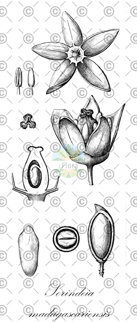 HistAbb_wfo-0001106531_1_ENZY_Simple | Historische Abbildung von Sorindeia madagascariensis - Anacardiaceae | Historical Illustration of Sorindeia madagascariensis - Anacardiaceae