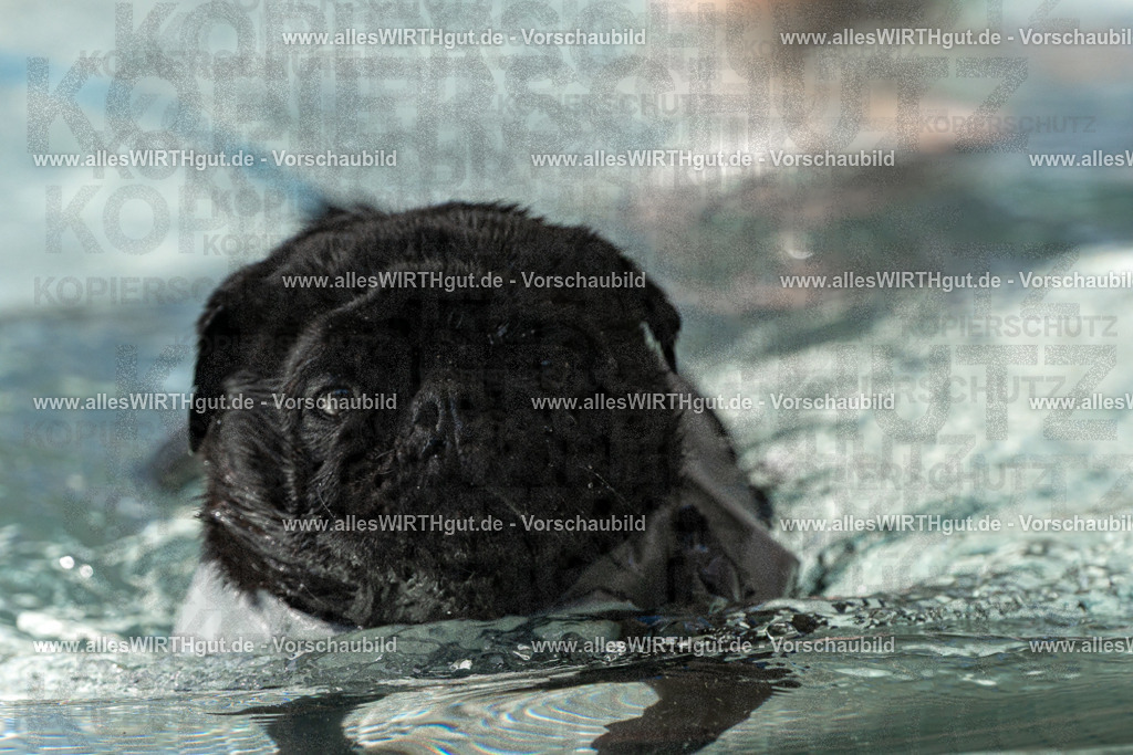 Hundeschwimmen_Volksbad_2026-allesWIRTHgut_Tierfotografie-2609061439-FAY06978 | Professionelle Tierfotografie in Mönchengladbach von Daniel Wirth (allesWIRTHgut). Liebevolle & natürliche Bilder von Hunden & Katzen für unvergessliche Erinnerungen.