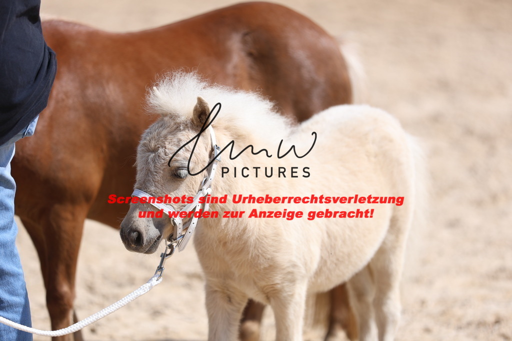 Fohlenschau_Schwäbisch_Hall_IMPRESSIONEN_9 | lmwpictures - Realisiert mit Pictrs.com