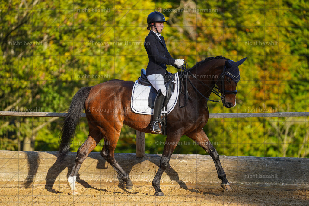 20221007-FAH00294 | Diessen am Ammersee, 2022, Dressur- und Springturnier, Reitsportbilder, Turnierfotografen Bayern, Pferdefotografen, Fotoagentur Herrmann, Turnierbilder