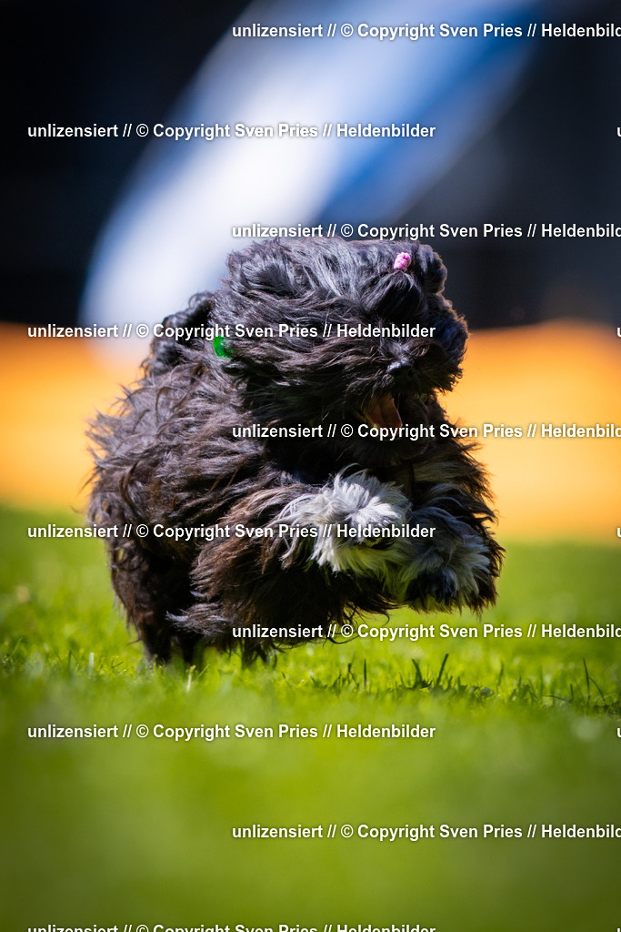 Sven Pries | 2025-08-10 - Hunderennen Durlach - Realisiert mit Pictrs.com