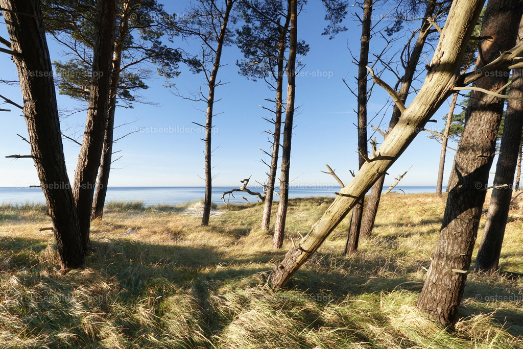 Kiefernwald am Weststrand | Im Westen der Halbinsel Darss begegnen sich Wald und Meer auf mehreren Kilometern Länge.