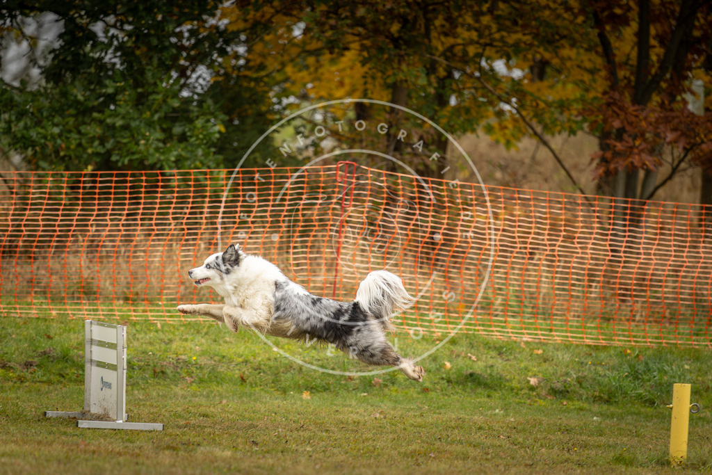 Pfotenfotografie_DV3A1571 | Hundefotografie, Tierfotograf, Pfotenfotografie, Fotoshooting Hund, Hunde Portrait, Hundesport, Hundeportraits, Heideshooting, Hunde, Sportfotograf, Hundefotograf, Turnierhundsport, THS,  - Realisiert mit Pictrs.com