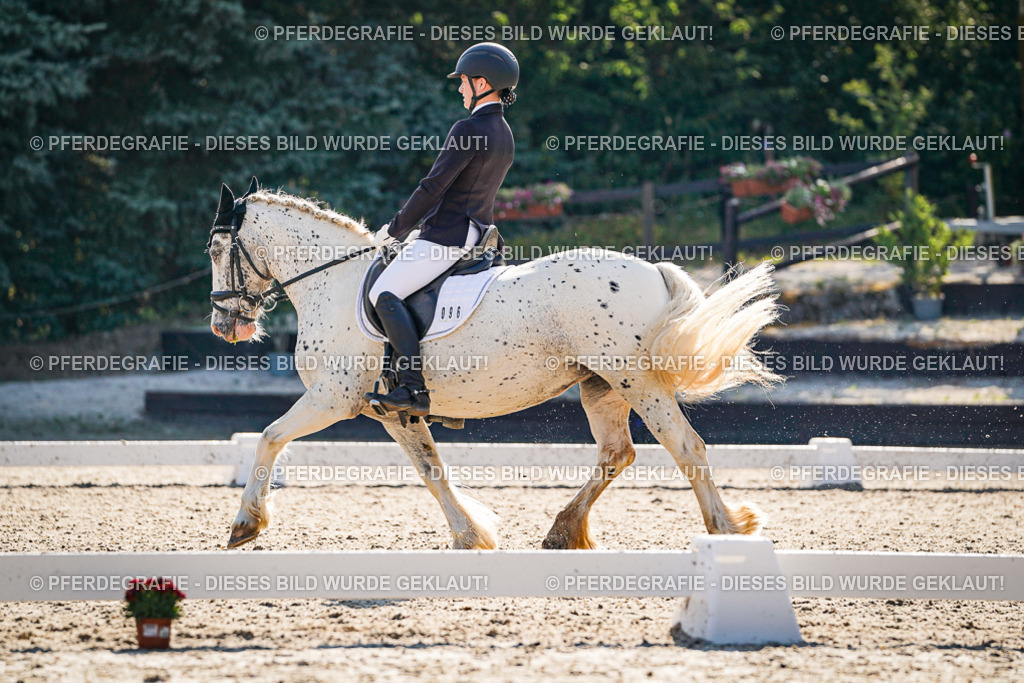 DSC09351 | Pferdegrafie