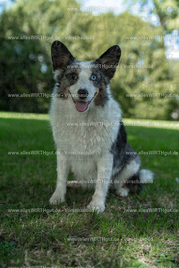 Hundeschwimmen_Volksbad_2026-allesWIRTHgut_Tierfotografie-2609061323-7R500753 | Professionelle Tierfotografie in Mönchengladbach von Daniel Wirth (allesWIRTHgut). Liebevolle & natürliche Bilder von Hunden & Katzen für unvergessliche Erinnerungen.