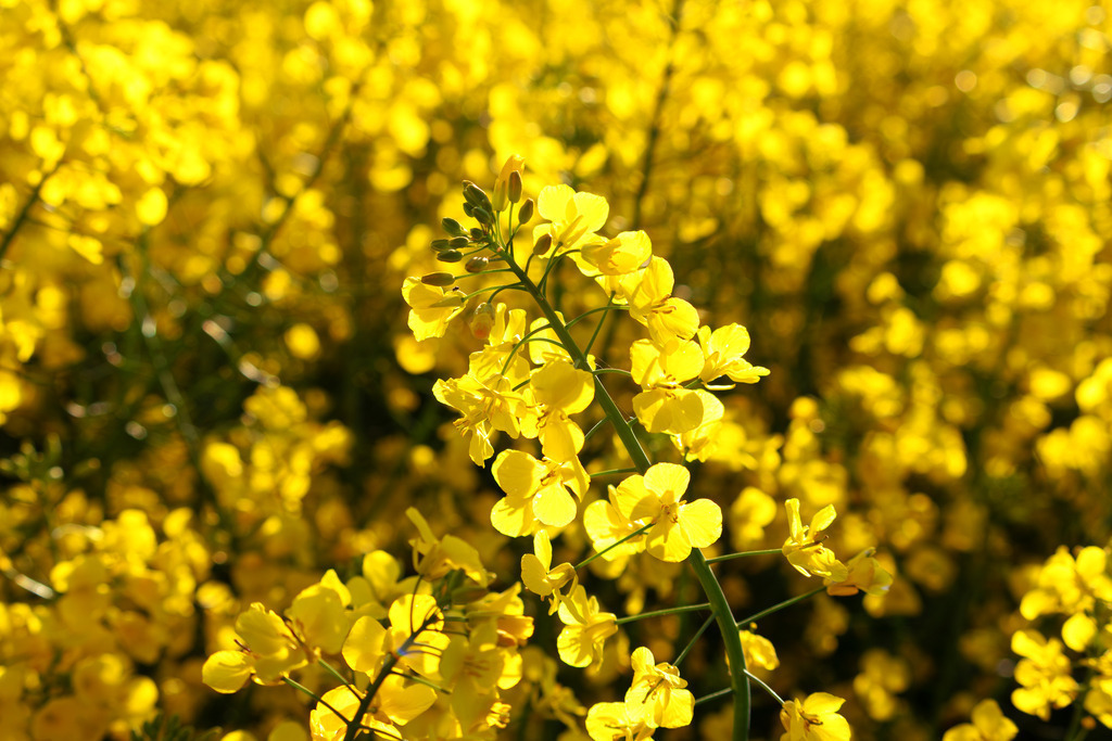 Wanbild: Raps in Nahaufnahme | Dieses Wandbild im Querformat zeigt die Rapsblüte in Nahaufnahme. Das morgendliche Licht scheint wunderbar durch die gelben Blüten. Die Blüten im Hintergrund befinden sich in leichter Unschärfe.  - Realisiert mit Pictrs.com