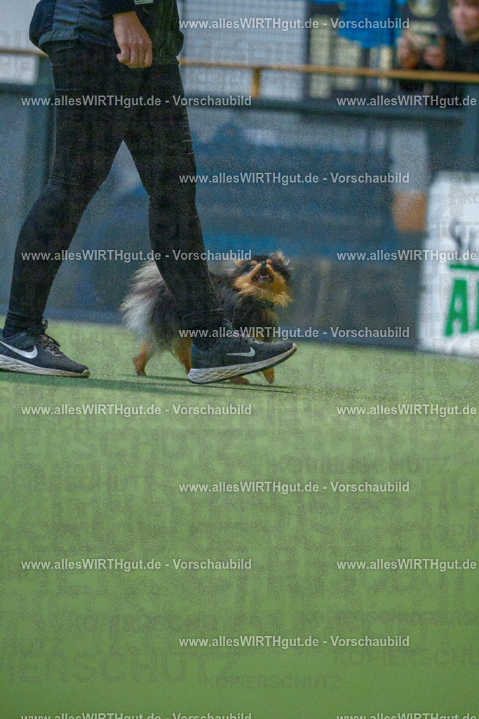 7R503534 | Professionelle Tierfotografie in Mönchengladbach von Daniel Wirth (allesWIRTHgut). Liebevolle & natürliche Bilder von Hunden & Katzen für unvergessliche Erinnerungen.