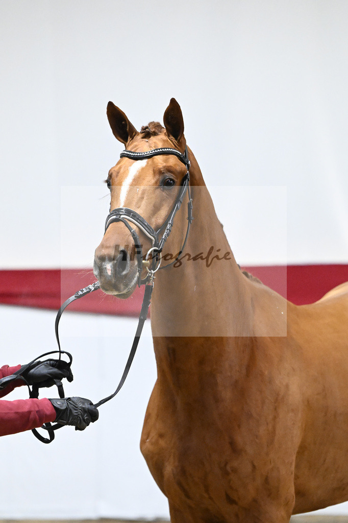 Kat-Nr. 52 v. Vivino_ZG Syha u Winkler_63221442 | hf-fotografie - Realizzato con Pictrs.com