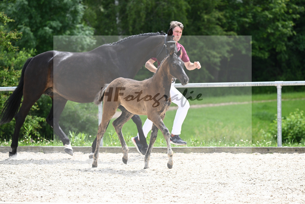 Diamant de Plaisir x Stakkato Gold_HF_Joas_20240285 | hf-fotografie - Realisiert mit Pictrs.com